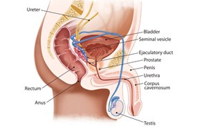 Ilustração anatômica da próstata e do sistema urinário masculino